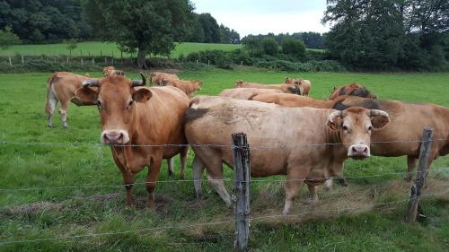 a herd of cows standing in a field behind a fence at Charming country house 
