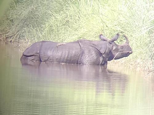 a black rhino standing in the water at Crocodile Safari Camp in Chitwan