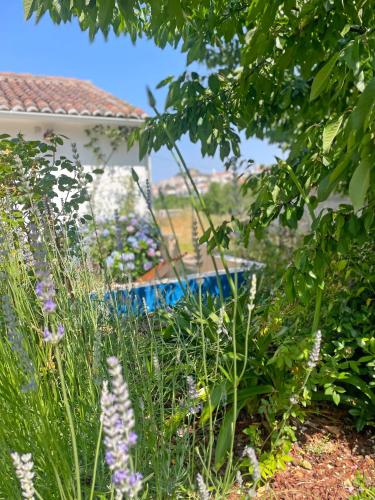 a garden with purple flowers and a pool at Ola Linda - Casa de Campo - in Castelo de Vide