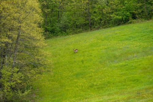 a deer running through a field of grass at Holiday appartment Casa del Cervo in Sestola