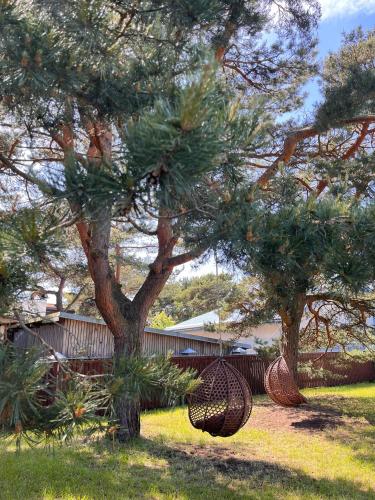 two pine trees with hanging baskets in a yard at Jūras Priedes in Ventspils