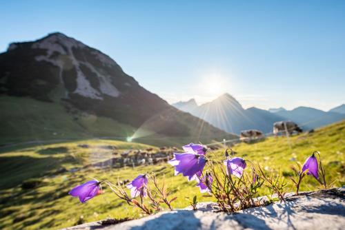 a group of purple flowers on a hill with mountains at Ferienhaus Hubertus Tirol 1-8 Personen in Pill
