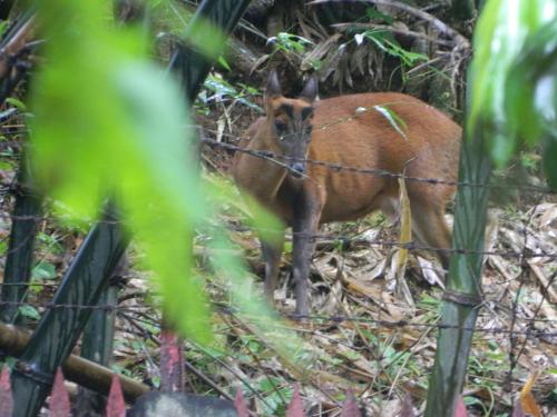 a gazelle standing behind a wire fence at Hilltop Lodge in Guwahati