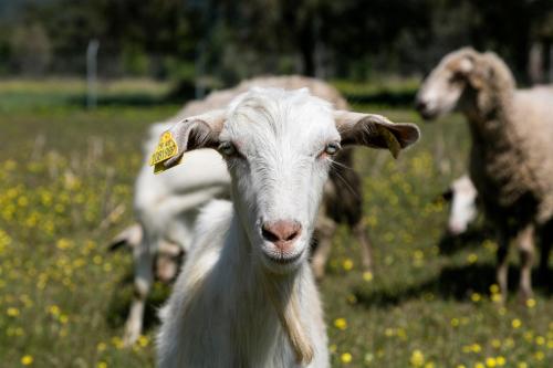 a goat in a field with other goats in the background at Örsmaris Boutique Hotel in Marmaris
