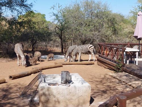 a group of zebras and other animals in a zoo at Khumbula iAfrica 2 in Marloth Park