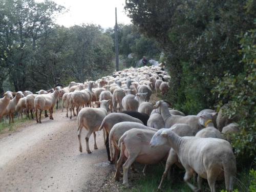 Άλλα ζώα σε αυτή η παραθεριστική κατοικία ή στη γύρω περιοχή