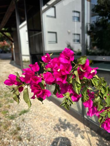a bunch of pink flowers in front of a house at Haus Wiesenstein in Lana