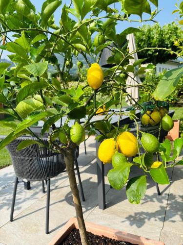 a lemon tree with lots of lemons on it at Haus Wiesenstein in Lana