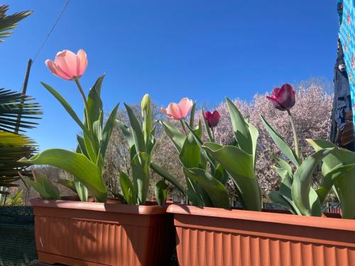 Taman di luar B&B Cascina Dei Levrieri