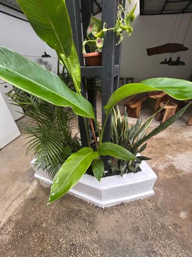 a couple of plants in a white planter at Pura Vida Hostel in Tamarindo