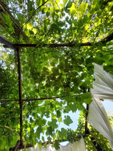 Photo de la galerie de l'établissement Tente dans gazébo thaï dans jardin en bord de rivière, à Saint-André-de-Valborgne