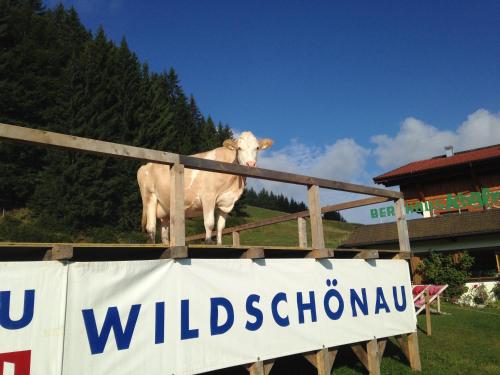 a cow standing on top of a fence with a sign at Berghaus Koglmoos in Auffach