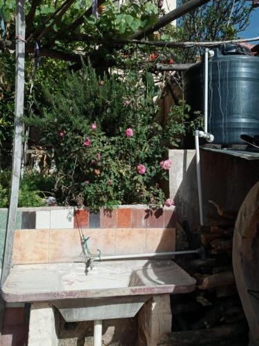 a garden with a bench and a potted plant at Casita entre los cerros in Sucre