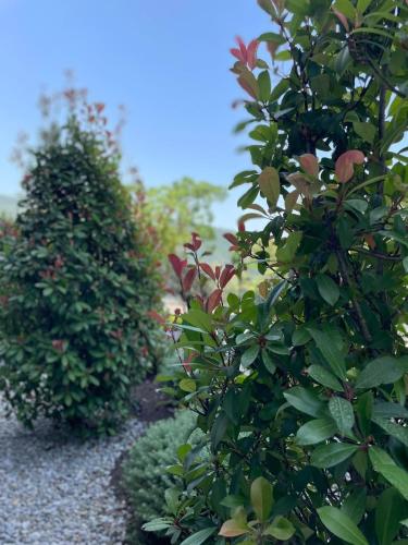 two hedges are next to each other in a garden at Apartman Celine PortoNovi in Kumbor