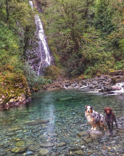 two dogs standing in the water near a waterfall at Barraco Lodge in Puelo