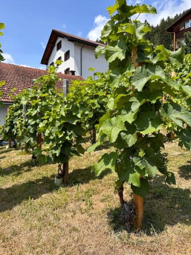 a row of green trees in front of a building at Luxury family Chalet with extraordinary Mountain views in Trin
