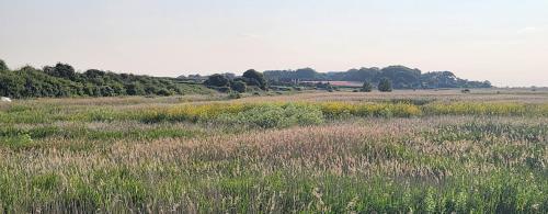 a field filled with tall grass and flowers at 2 High Silver House in Holt