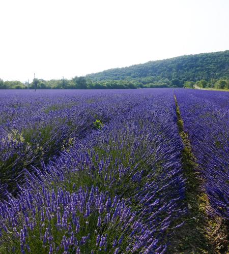 a lavender field with a field of purple flowers at Bel appartement avec jardin in La Bégude-de-Mazenc