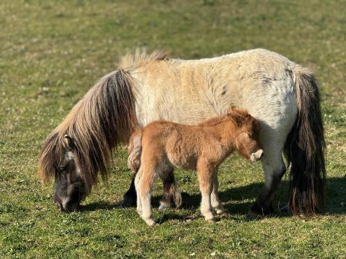 アパートメントの敷地内または近くにいる動物