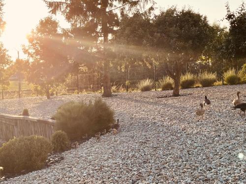 a group of ducks walking in a gravel yard at Eden aux hirondelles in Samer