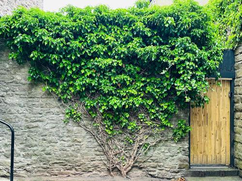 a large green bush on the side of a building at Muddy Boots-Arcade Royale in Kirkby Stephen