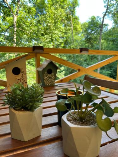 two potted plants and a bird house on a deck at Brvnara Vrganj in Savinac