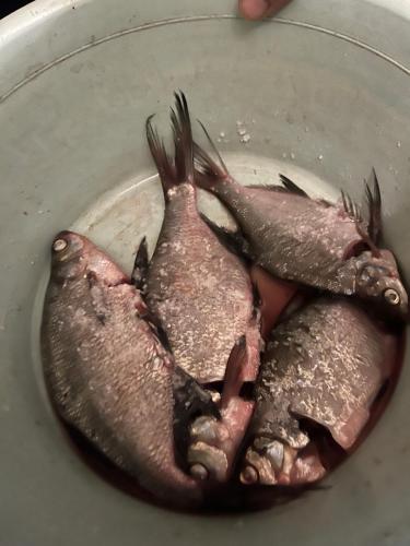 three dead fish in a bowl on a plate at Faina Garna Hata in Medvin