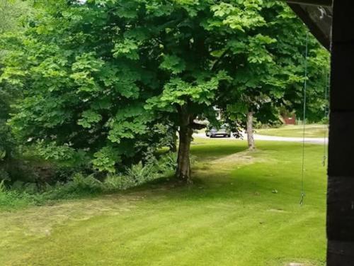 a tree in a yard with a swing at Grouse Lodge in Dunoon