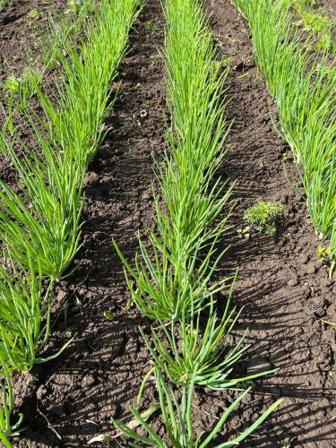 a row of green plants in a field at Faina Garna Hata in Medvin