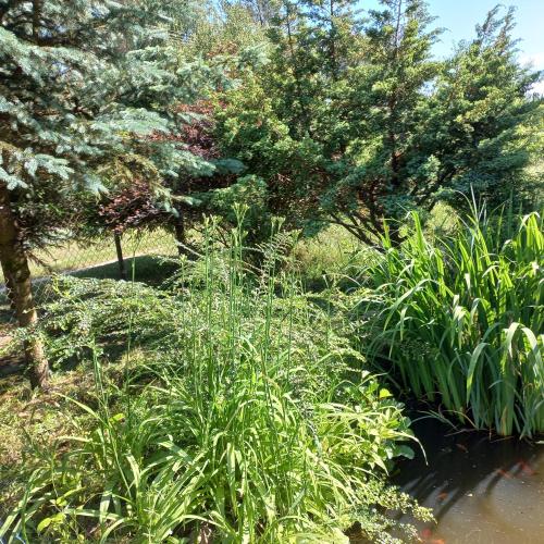 a garden with plants and trees and a pond at Jeziorskie Zacisze 