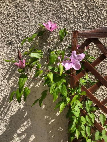 une plante avec des fleurs violettes poussant à côté d'une clôture dans l'établissement Les Cimes, à Venerque
