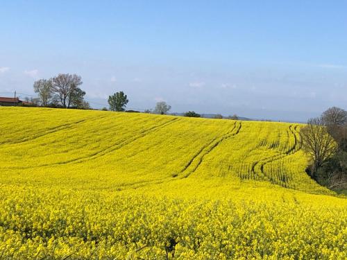 un champ de colza jaune avec des traces de pneus dans l'établissement Les Cimes, à Venerque