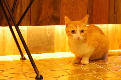 an orange cat sitting on the floor next to a chair at Shirahama Hotel in Nago