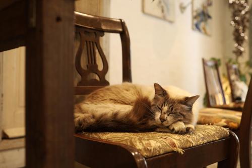 a cat laying on top of a wooden chair at Shirahama Hotel in Nago