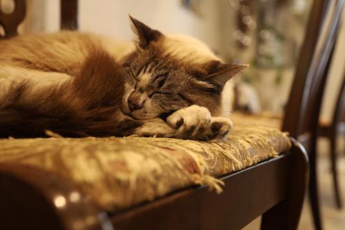 a cat sleeping on top of a chair at Shirahama Hotel in Nago