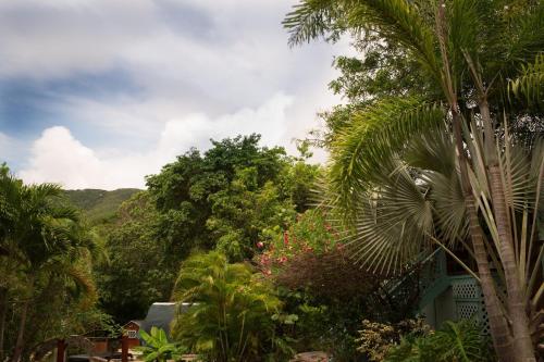 a view of a jungle with trees and plants at New Moon Escape - Affordable, Private Cottage with a Pool, WIFI and AC in Coral Bay
