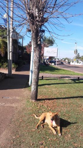 a dog laying in the grass next to a tree at Brisas Del Rio Apart Hotel in Termas del Daymán