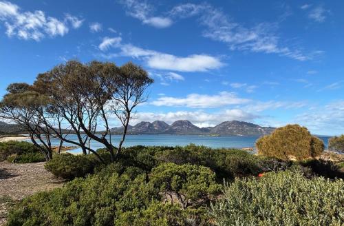 a tree on a beach with mountains in the background at Edge of the Bay in Coles Bay