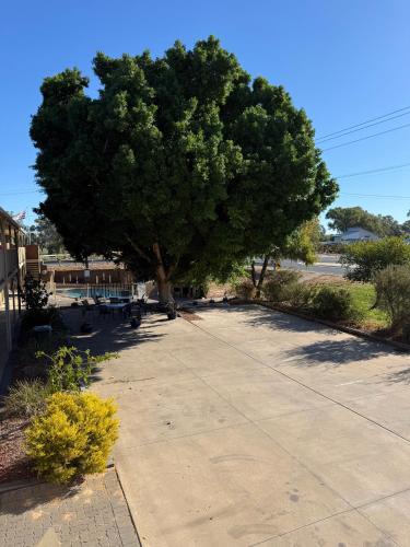 a large tree in the middle of a sidewalk at Darling Junction Motor Inn in Wentworth