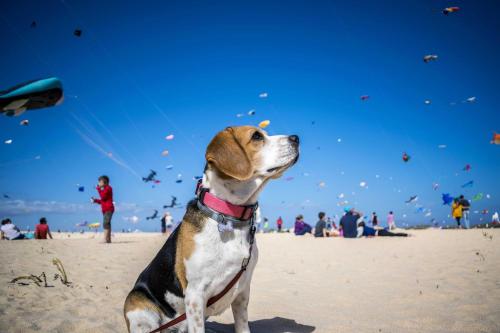 a dog sitting on a beach with kites in the sky at Ferienhaus Hanni in Schillig