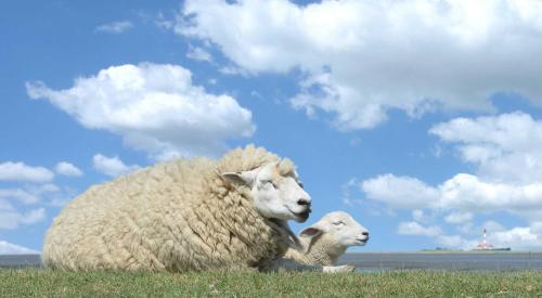 two sheep laying in the grass in a field at Ferienhaus Hanni in Schillig
