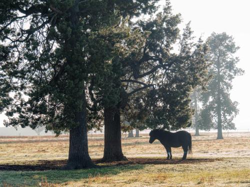 a horse standing between two trees in a field at Coleslea by Tiny Away in Leeton