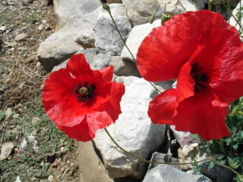 two red poppies sitting on top of a rock at Apartmani Villa Delija Klek in Klek
