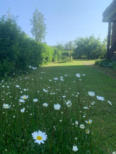 a field of white flowers in a yard at Ruth's bed and own breakfast in Skutskär