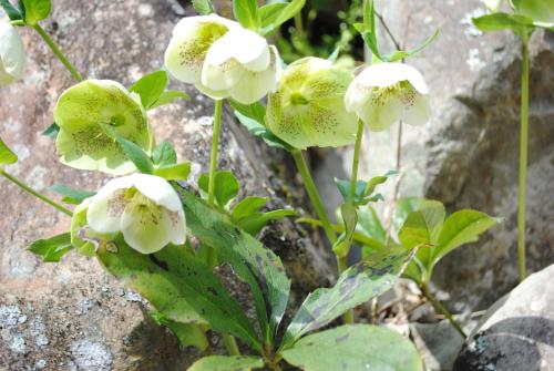 a group of white flowers on a rock at 風香る森のホテル鈴桃rindou in Shizuoka