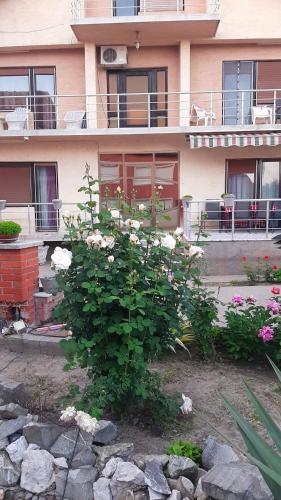 a bush with white flowers in front of a building at Vila Nina 