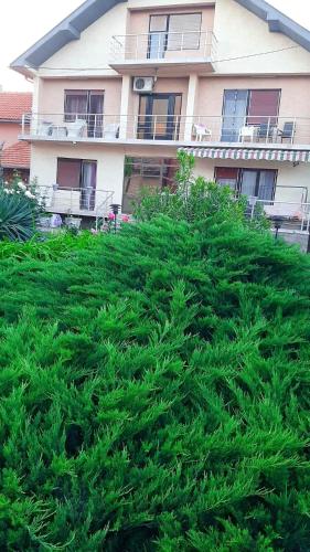 a large green bush in front of a building at Vila Nina 