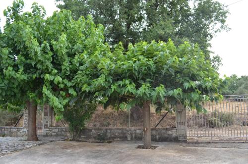 two trees with green leaves in front of a fence at Gaia Messinian Villa in Kazárma