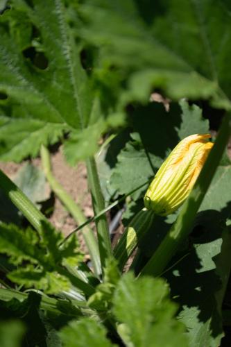a yellow flower on a plant with green leaves at 1912 Relais - Sorrento Coast in Piano di Sorrento