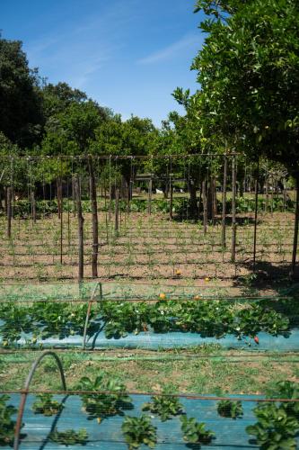a garden with a bunch of plants in a field at 1912 Relais - Sorrento Coast in Piano di Sorrento
